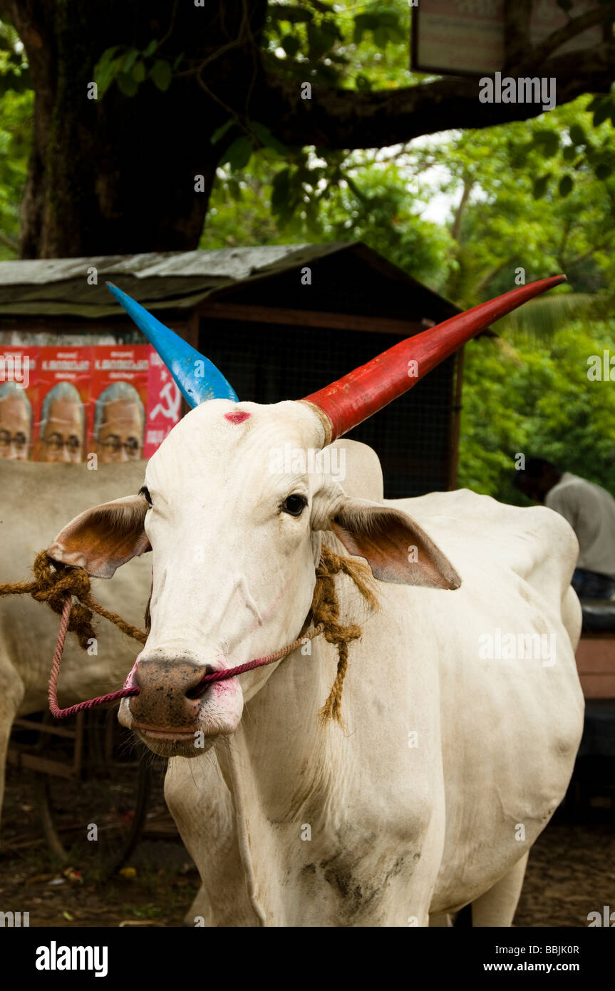 Les bovins domestiques (Bos primigenius f. taurus), ox Banque D'Images