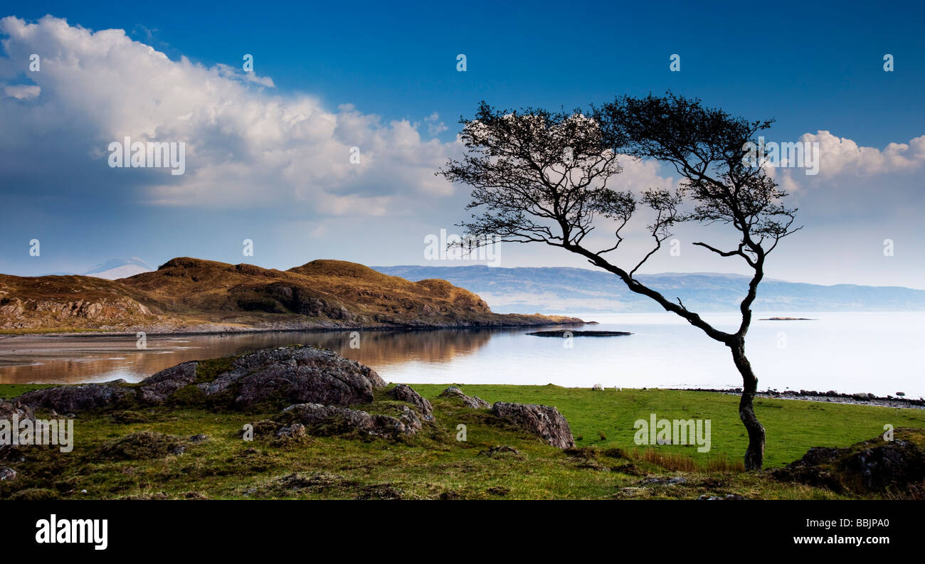 Lone Tree Kilmalieu le Loch Linnhe Ecosse Highlands d'Ardgour Banque D'Images