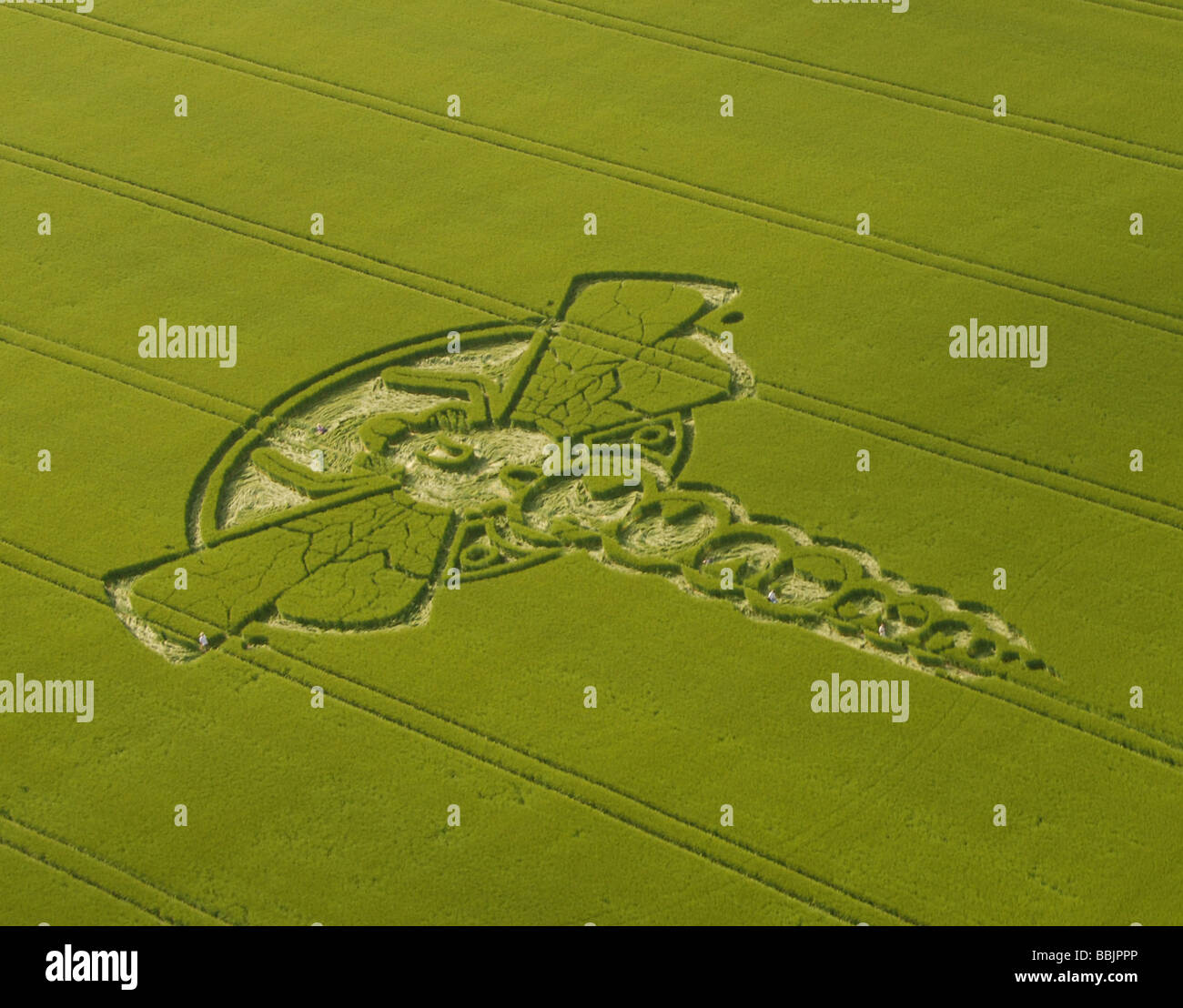 Vues aériennes de la Libellule 2009 Yatesbury Crop Circle, avec cinq personnes sur le terrain pour donner l'échelle. Prises d'ulm Banque D'Images