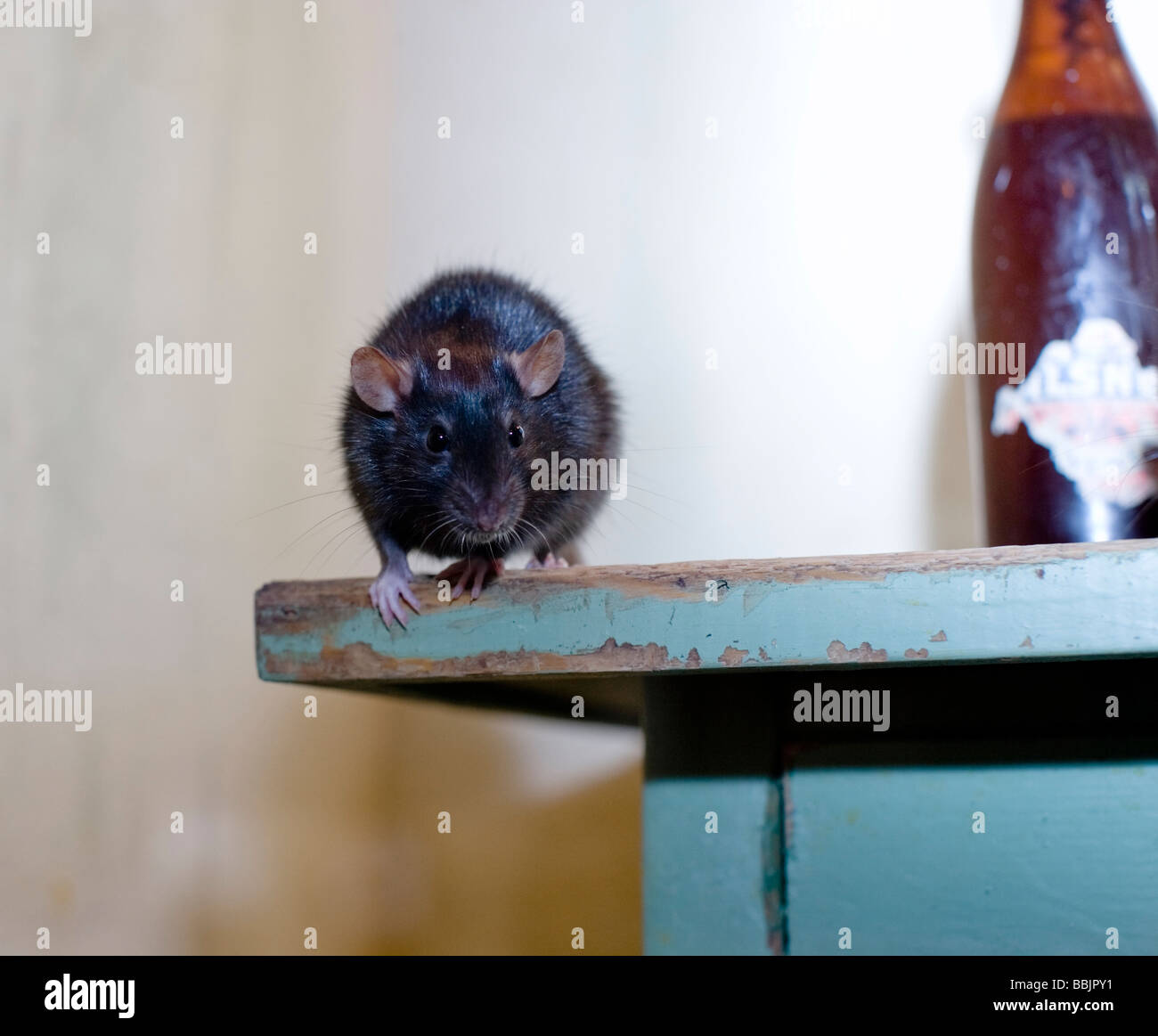Svartråtta, rat noir (Rattus rattus) Banque D'Images