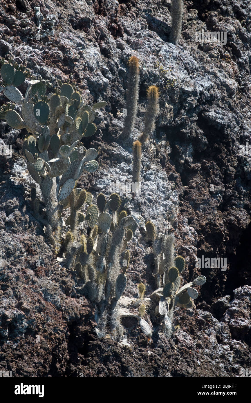 Cactus (Opuntia sp.) et de cactus candélabres (Jasminocereus thouarsii) pousse sur les Iles Galapagos Champion Banque D'Images