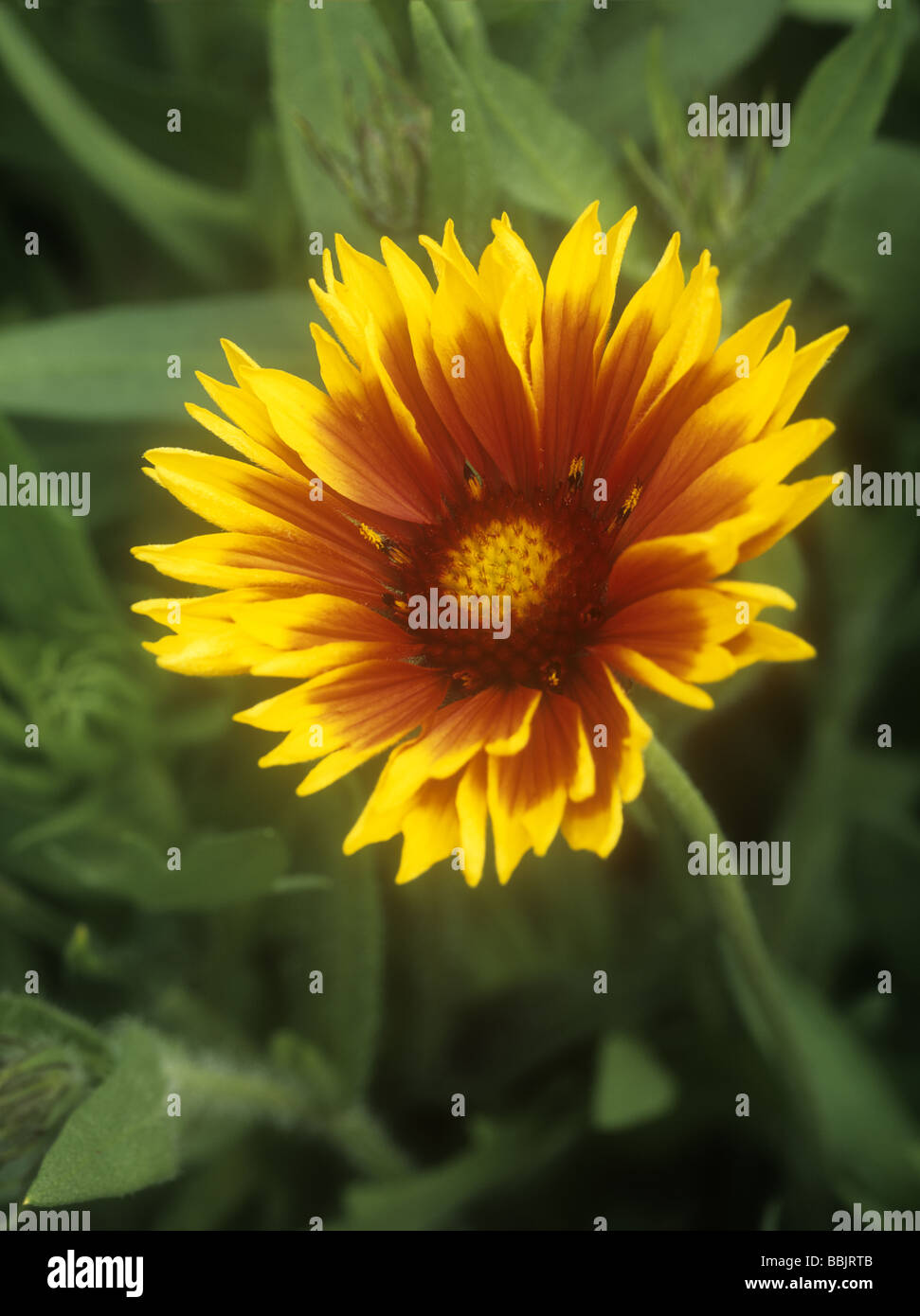 Gaillardia grandiflora Hybridi - 'Blanket' Fleur Banque D'Images