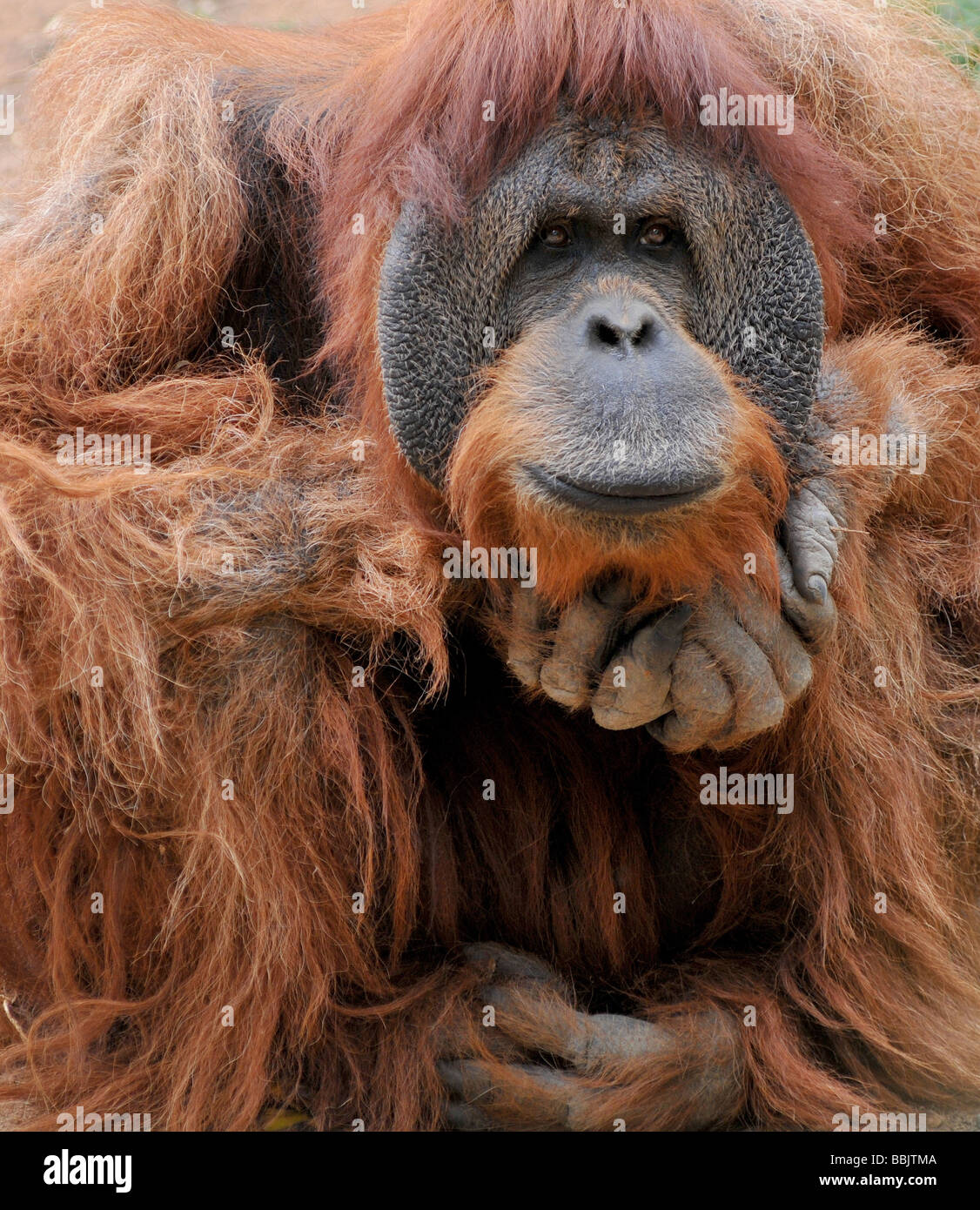 Adultes masculins de orangutan réfléchie Banque D'Images