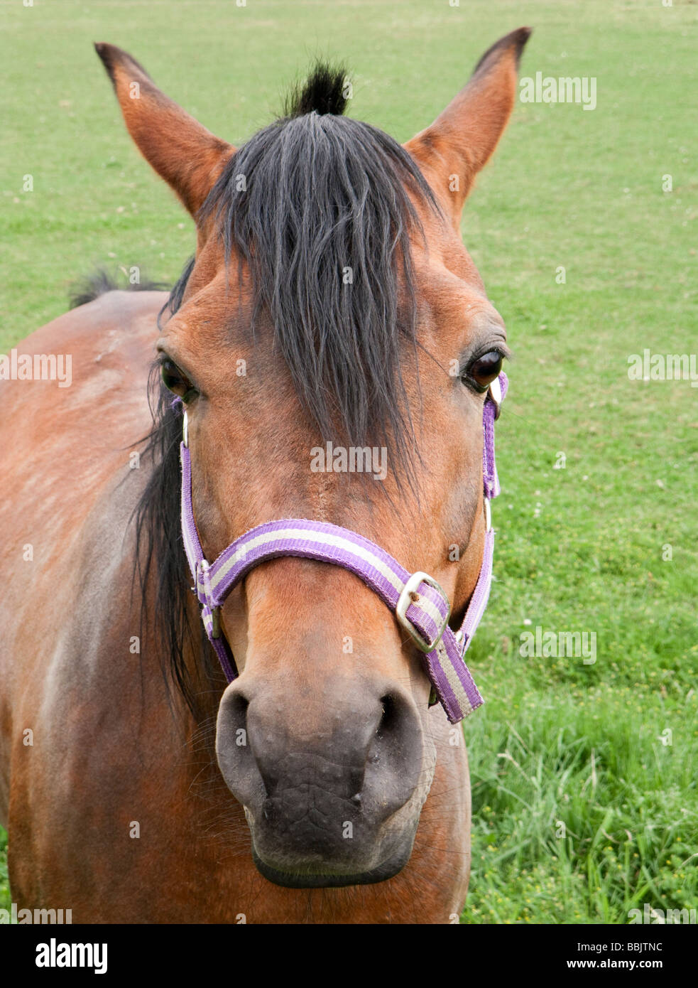 Cheval marron dans un champ à la caméra à close up Banque D'Images