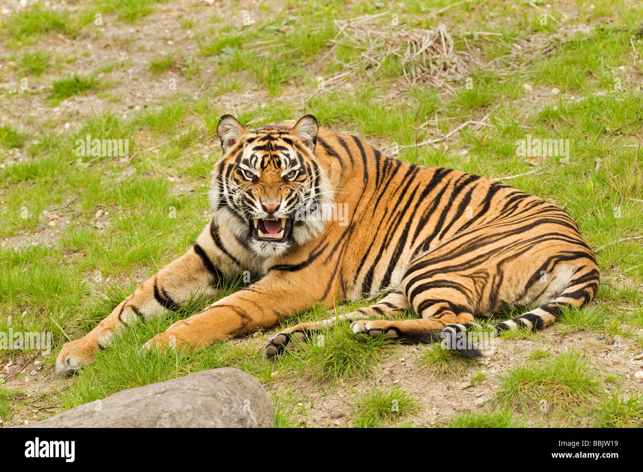 Tigre de Sumatran (Panthera tigris sumatrae), captif, pays-Bas Banque D'Images