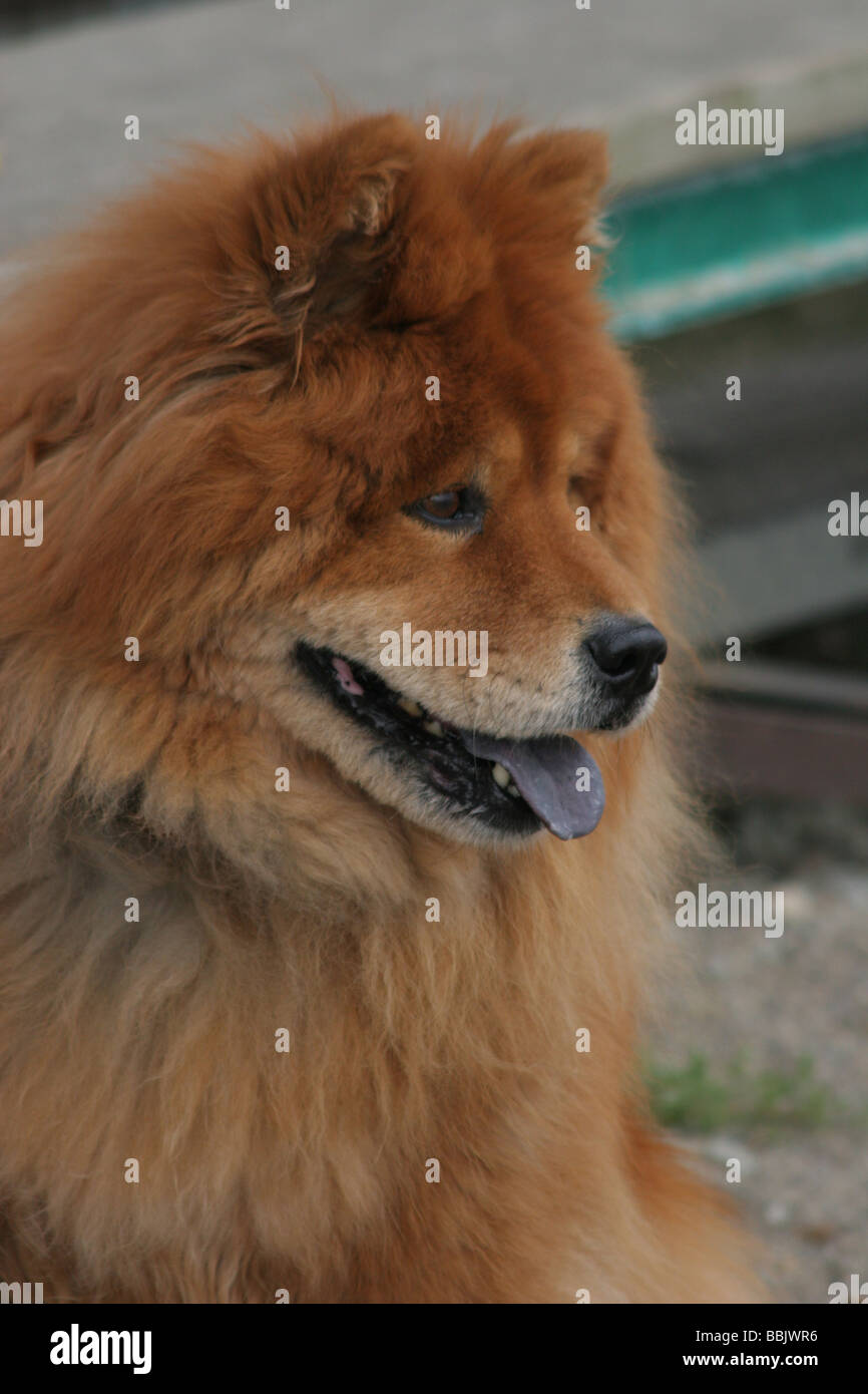 Portrait Dun Chow Chow Chien Haletant Avec Langue Noire