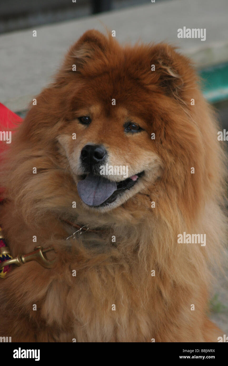 Portrait Dun Chow Chow Chien Haletant Avec Langue Noire