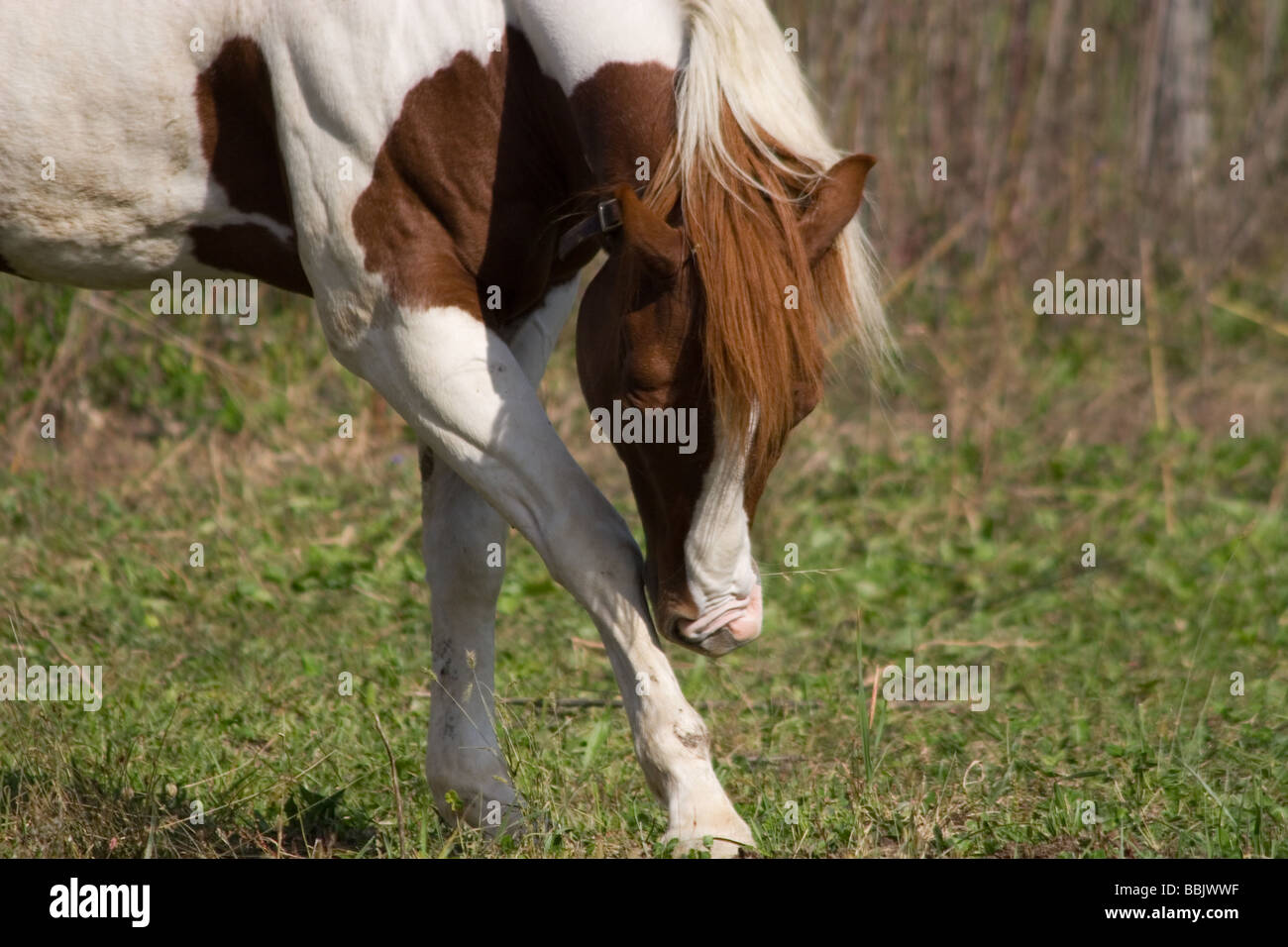 Paint horse en frottant son nez contre sa jambe avant Banque D'Images