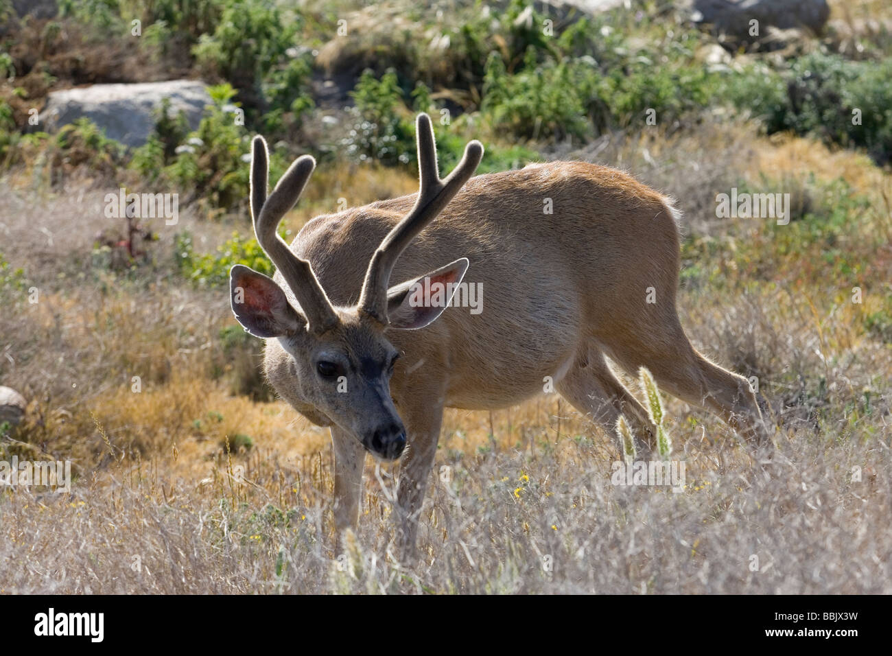 Mule Deer Buck à Pebble Beach, en Californie. Banque D'Images