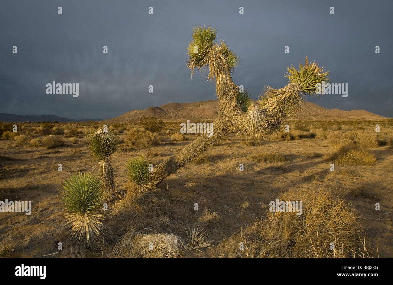 La pluie et les nuages de tempête dans le désert de Mojave, Californie Banque D'Images