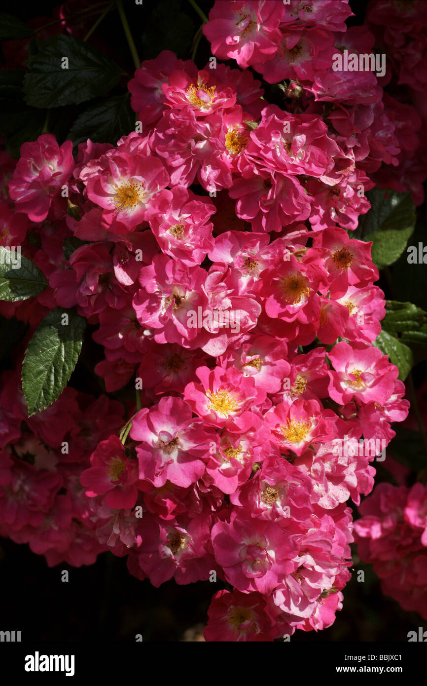Rosa;Rose Musquée hybride ;'Robin des Bois' ; Bouquet de fleurs ; Banque D'Images