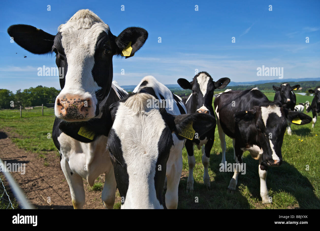 Troupeau de bovins laitiers au domaine sgainst ciel bleu Banque D'Images