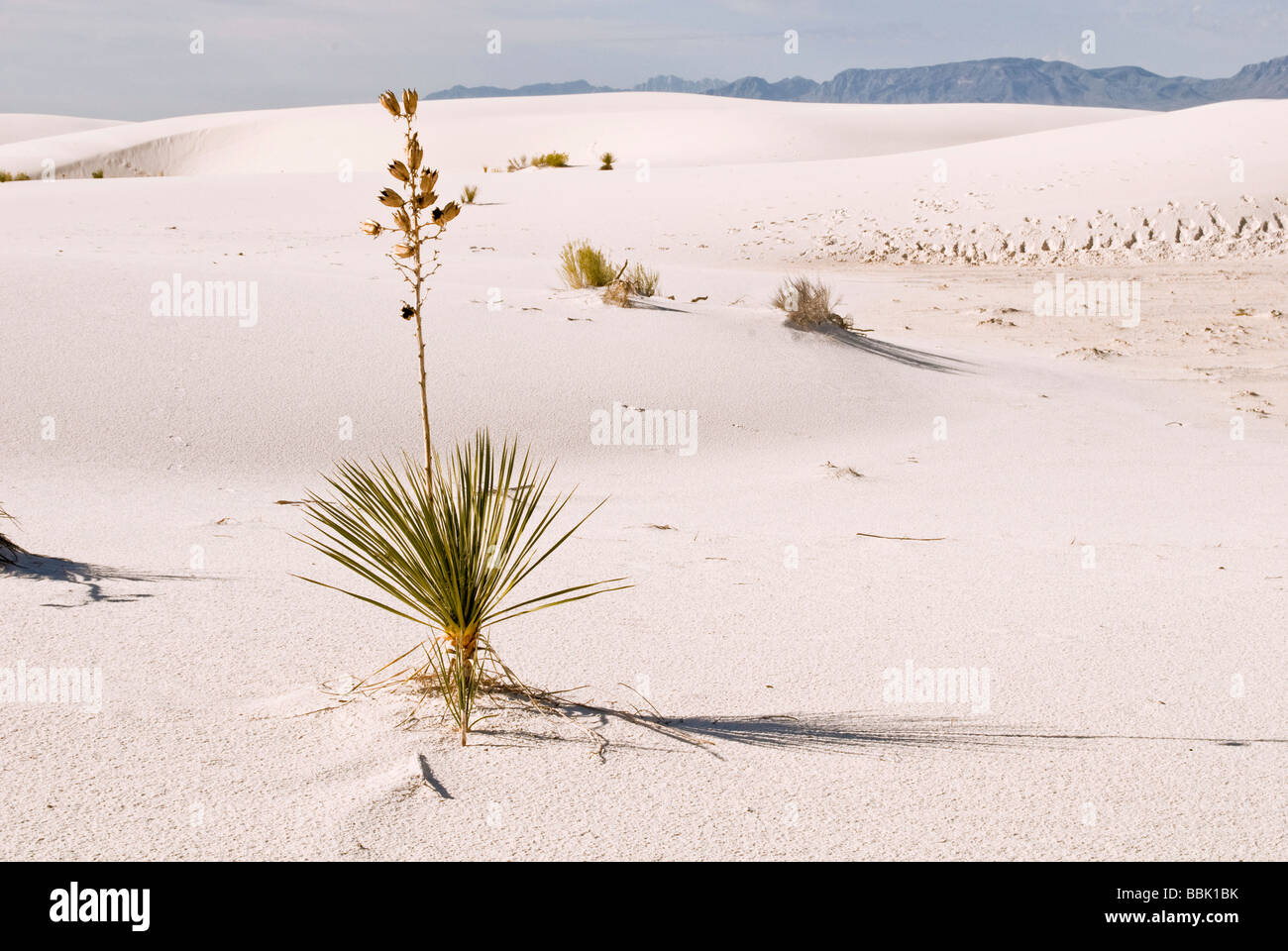 Yucca plante, White Sands National Monument, Désert, Alamagordo, Nouveau Mexique Banque D'Images