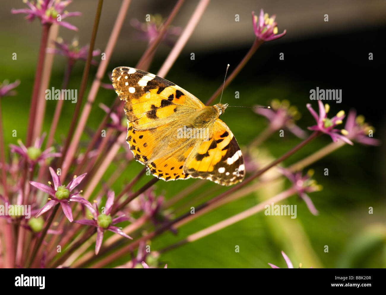 Papillon belle dame Surrey UK Banque D'Images
