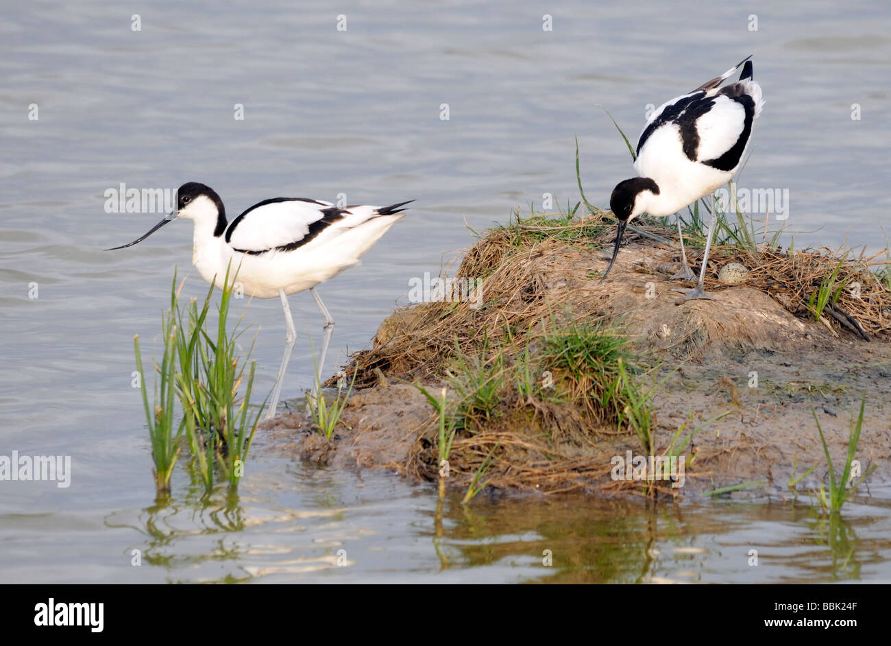 Une paire d'avocettes (Recurvirostra avosetta) tendent leur nid dans la réserve naturelle des marais de Elmley. Banque D'Images
