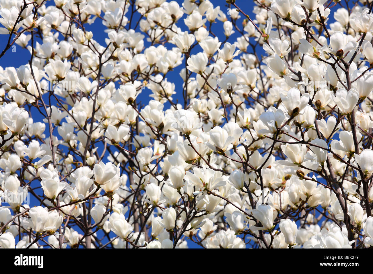 Magnolia en fleurs fleurs blanches contre ciel bleu ensoleillé Magnolia denudata Banque D'Images