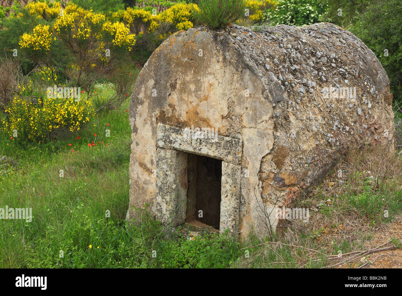 Vieille cabane en pierre dans une prairie au printemps Minervois Languedoc-Rousillon France balai en fleurs coquelicots en fleurs Banque D'Images