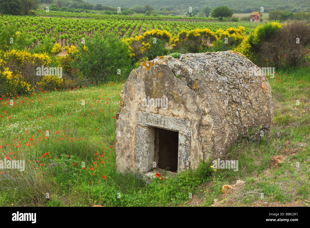 Vieille cabane en pierre dans une prairie au printemps Minervois Languedoc-Rousillon France balai en fleurs coquelicots en fleurs Banque D'Images