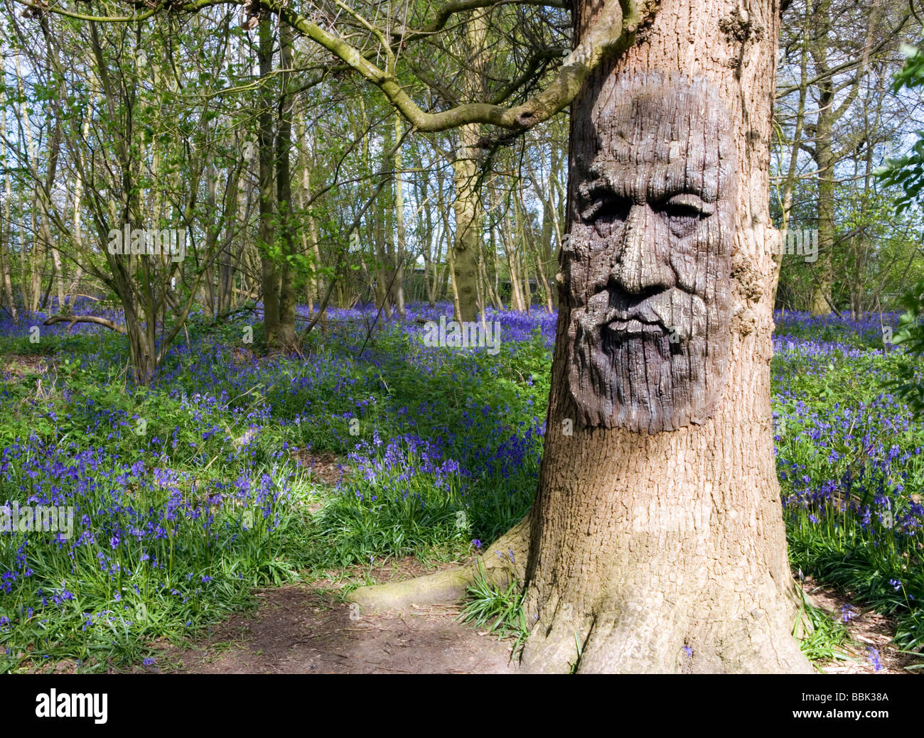 Visage sculpté dans l'arbre en fleurs jacinthes des bois avec dans près de Canterbury, Kent, UK Banque D'Images