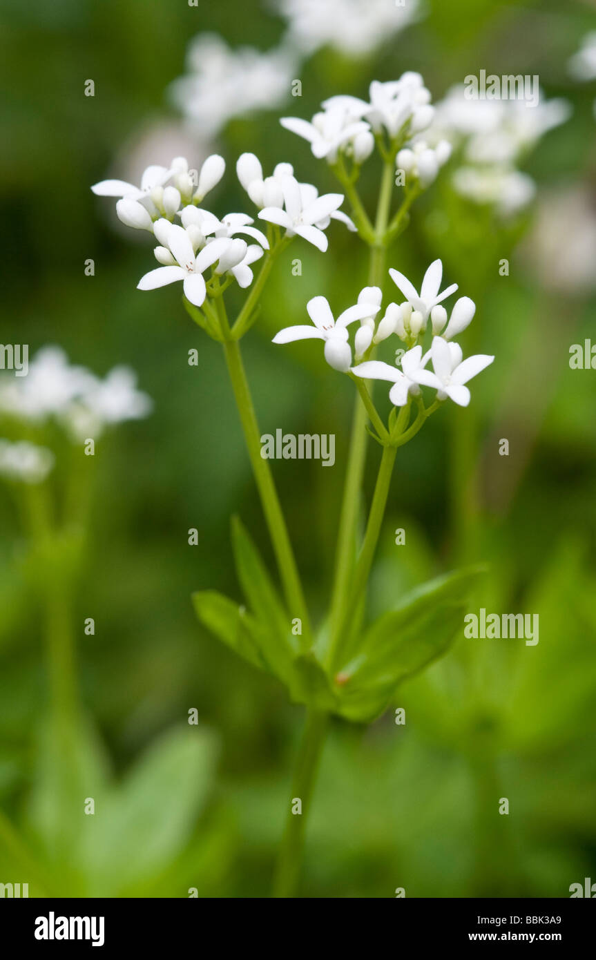 Le Galium odoratum Sweet woodruff Banque D'Images