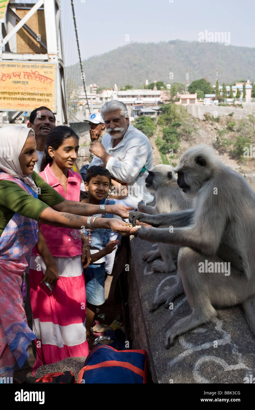 Les Indiens offrant de la nourriture à des singes langur. Lakshman Jhula. Rishikesh. L'Inde Banque D'Images