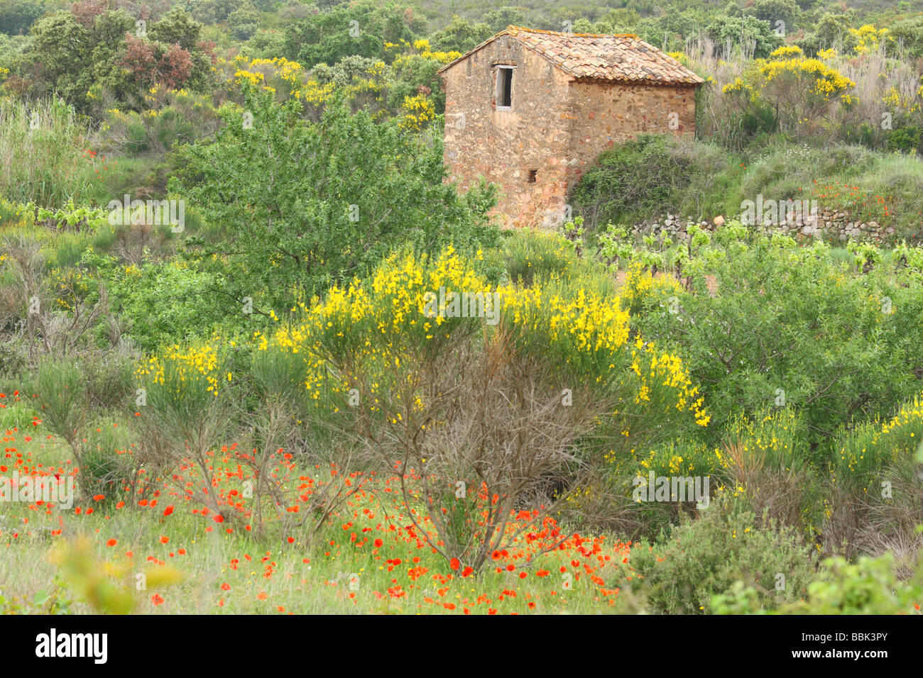 Vieille cabane en pierre dans une prairie au printemps Minervois Languedoc-Rousillon France balai en fleurs coquelicots en fleurs Banque D'Images