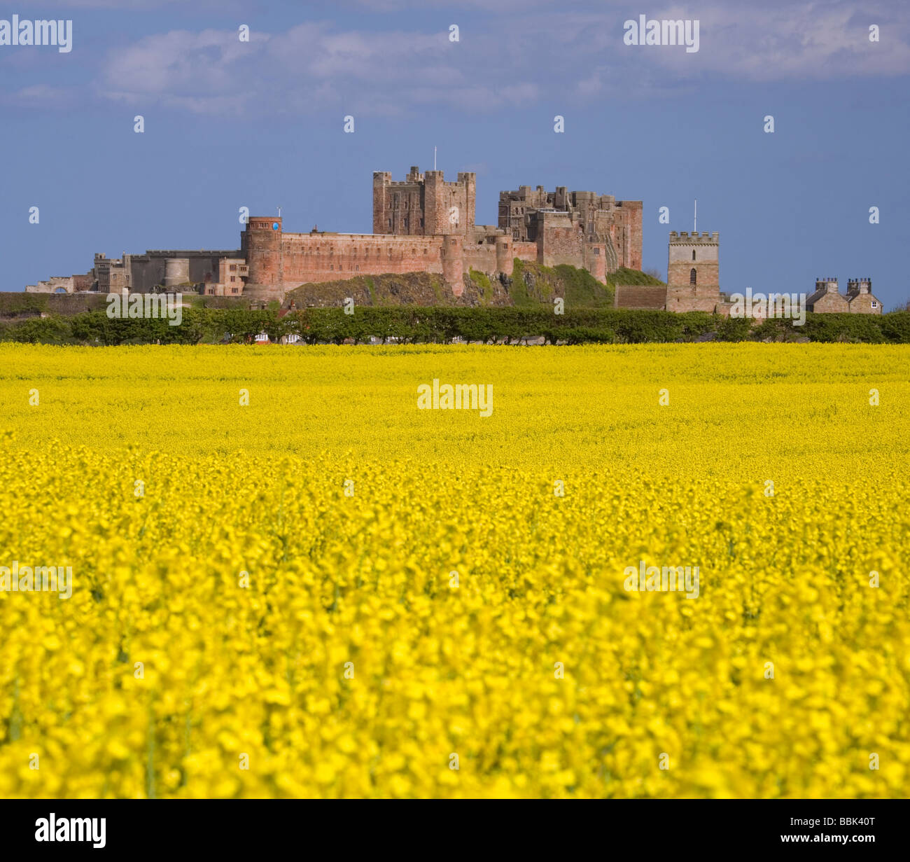 Domaine de fleurs de colza jaune avec Château de Bamburgh Northumberland, en Angleterre. Banque D'Images