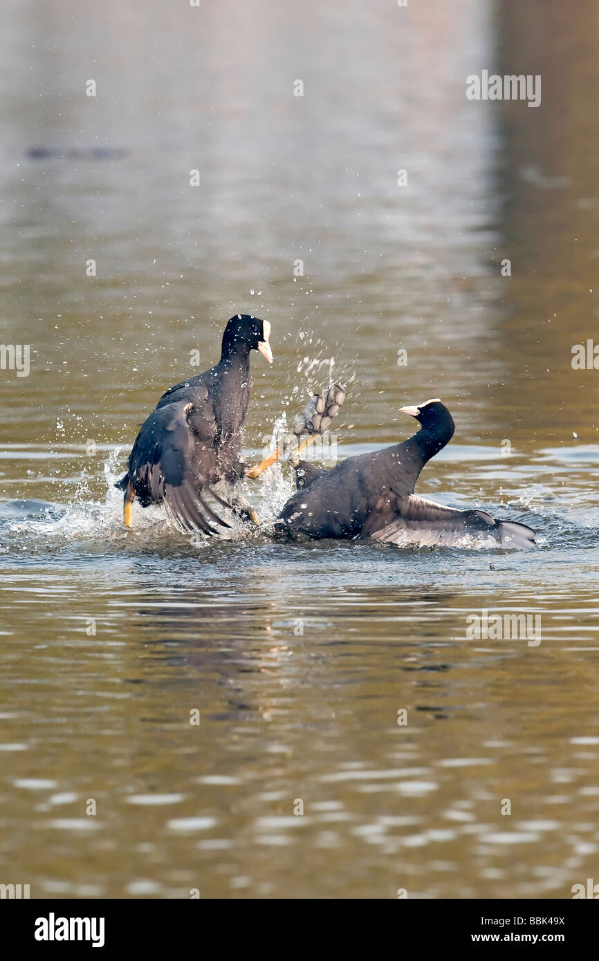 Foulques de combat Banque D'Images