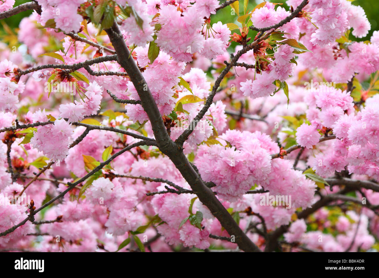 Fleur de cerisier Prunus rose shiro fugen Banque D'Images