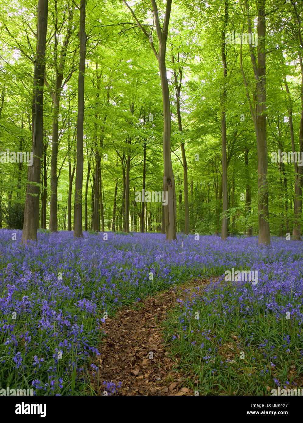 Jacinthes fleurissent dans une forêt dans le Kent, UK. Banque D'Images