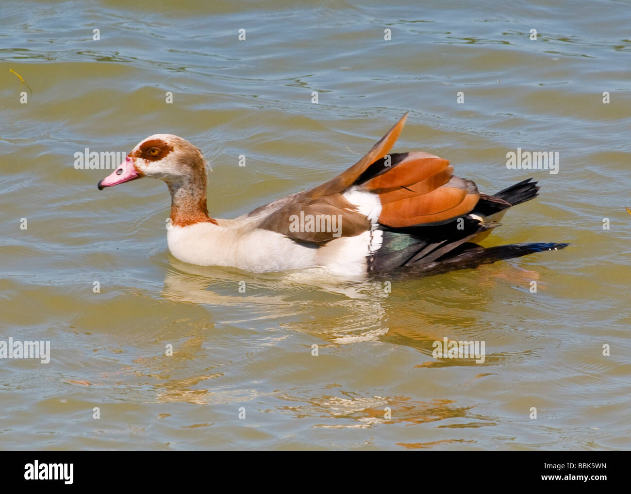 L'Egyptian goose (Alopochen aegyptiacus) est un membre de la famille des anatidés et Swan. Banque D'Images