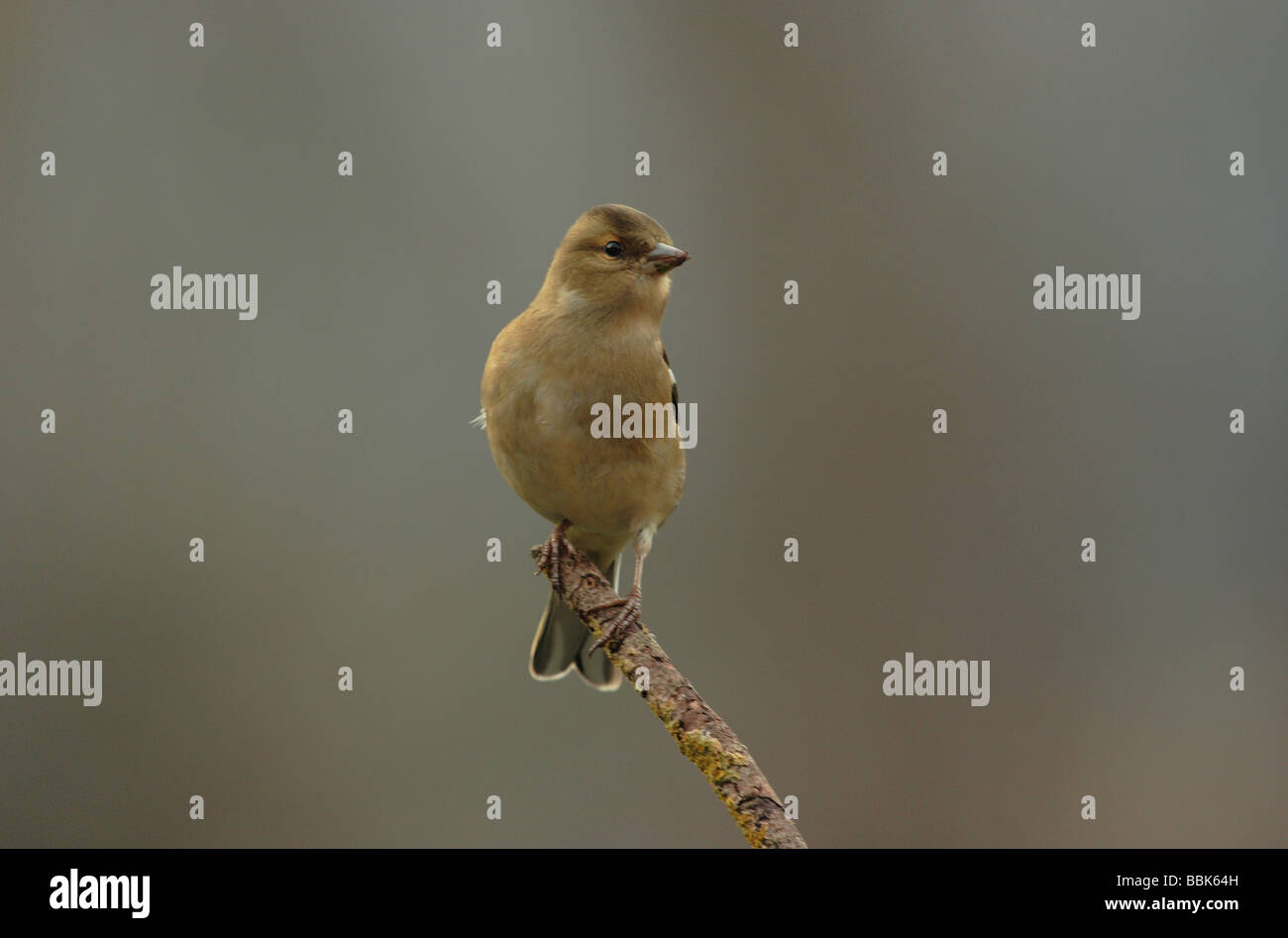 Chaffinch sur Branch dans le Devon jan 2009 Banque D'Images