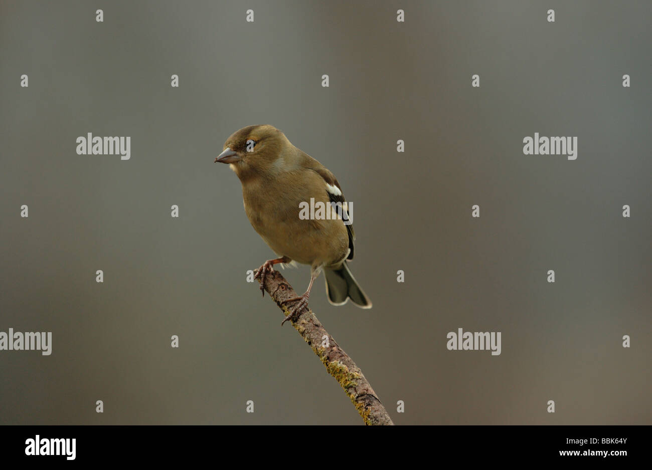 Chaffinch sur Branch dans le Devon Banque D'Images