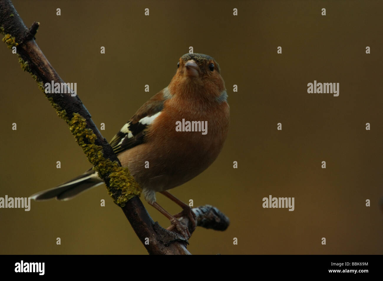 Chaffinch sur Branch dans le Devon UK Banque D'Images