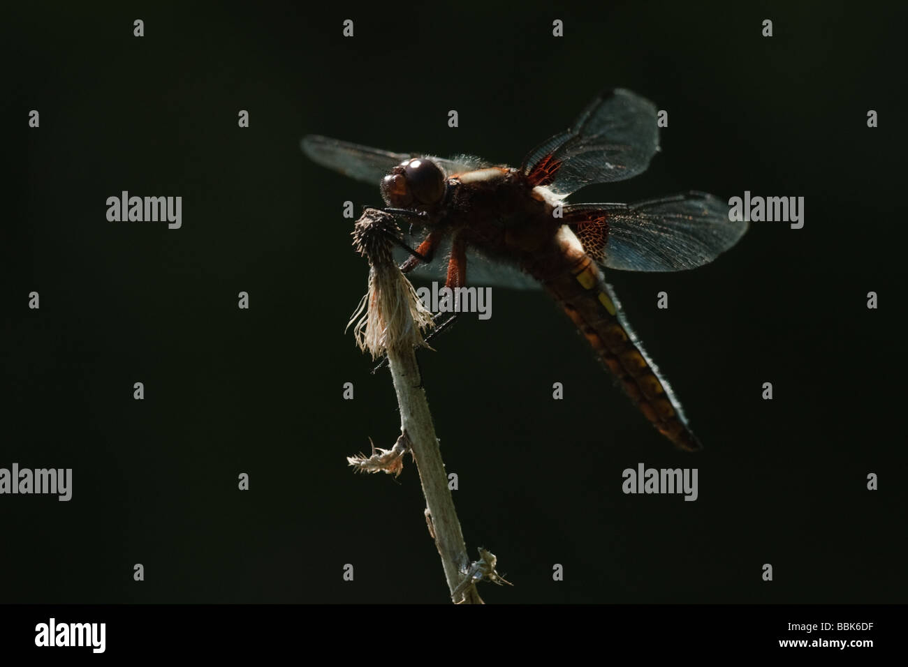 Corps large mâle (Libellula depressa) Chaser, Aldreth, España Banque D'Images