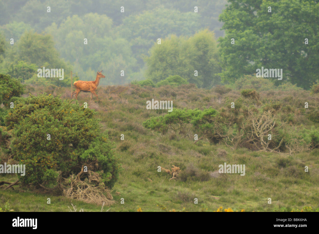 Red Deer Cervus elaphus sur Dunwich heath Angleterre Suffolk Banque D'Images