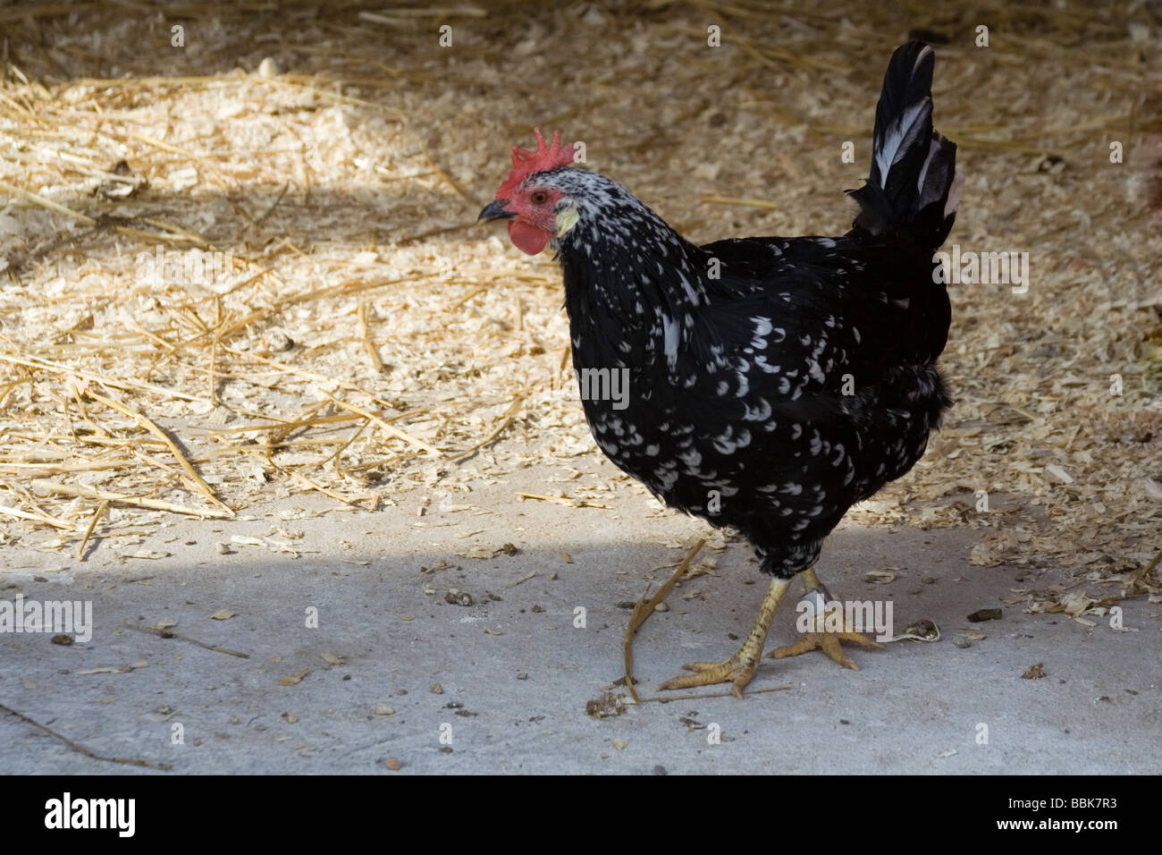 Poulet (Gallus domesticus). Zoo de Cortés Banque D'Images