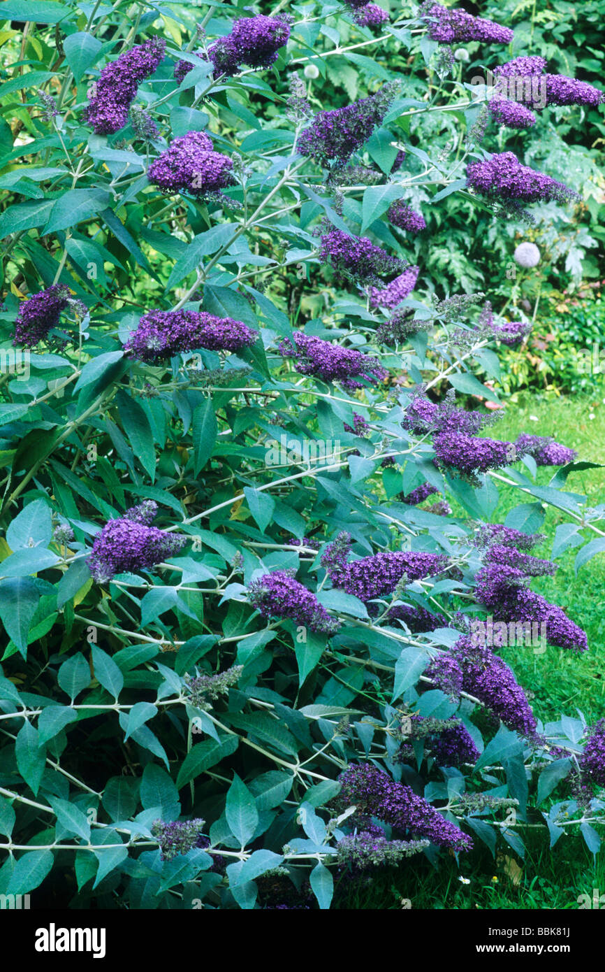 Buddleja 'Lochinch', violet fleur fleurs buddlejas buddleias buddleia arbre aux papillons jardin plantes Loch Inch Banque D'Images