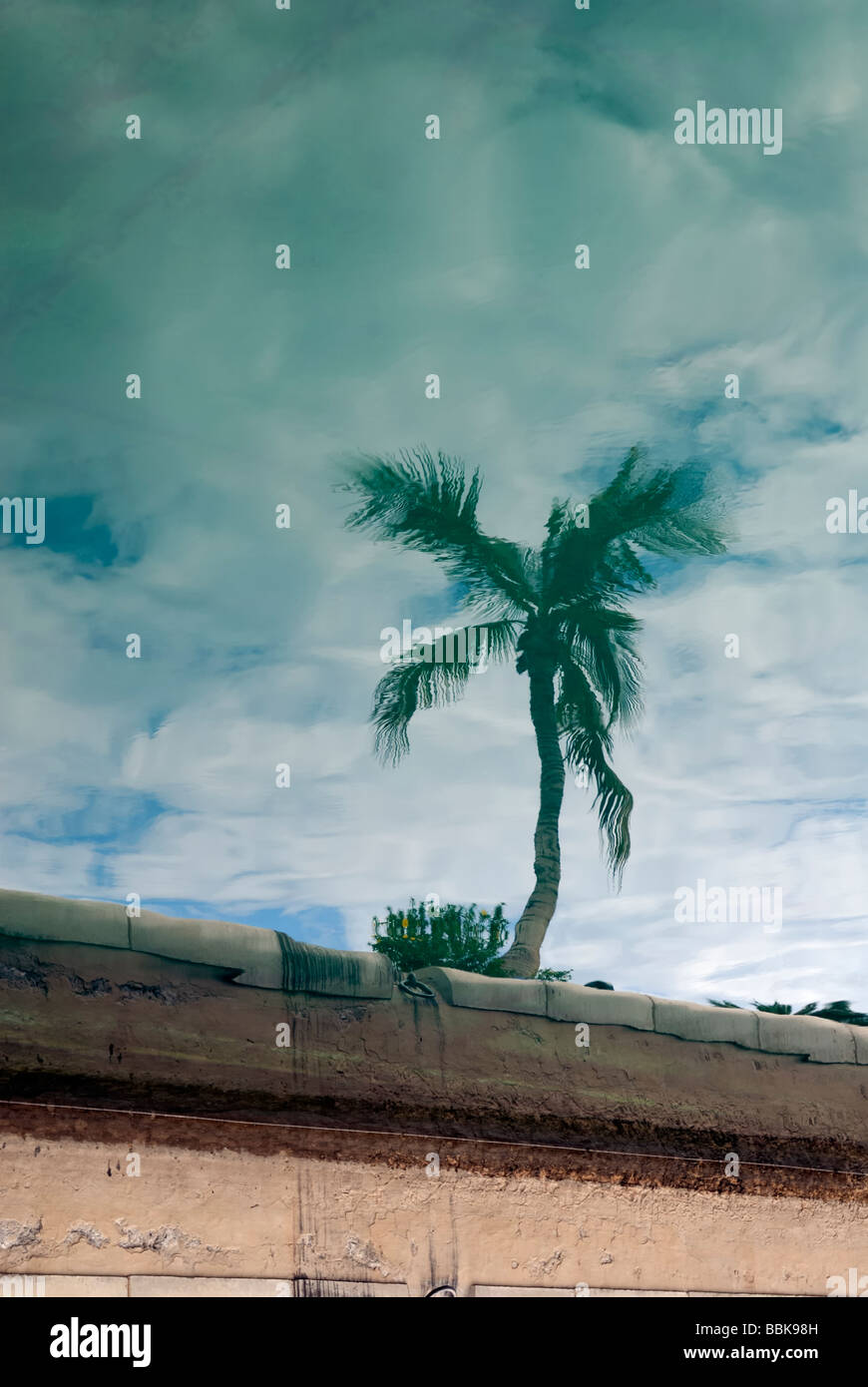 Un palmier la réflexion sur l'océan Atlantique dans le port de Puerto Rico. Puerto Rico, Gran Canaria, Îles Canaries, Espagne, Europe. Banque D'Images