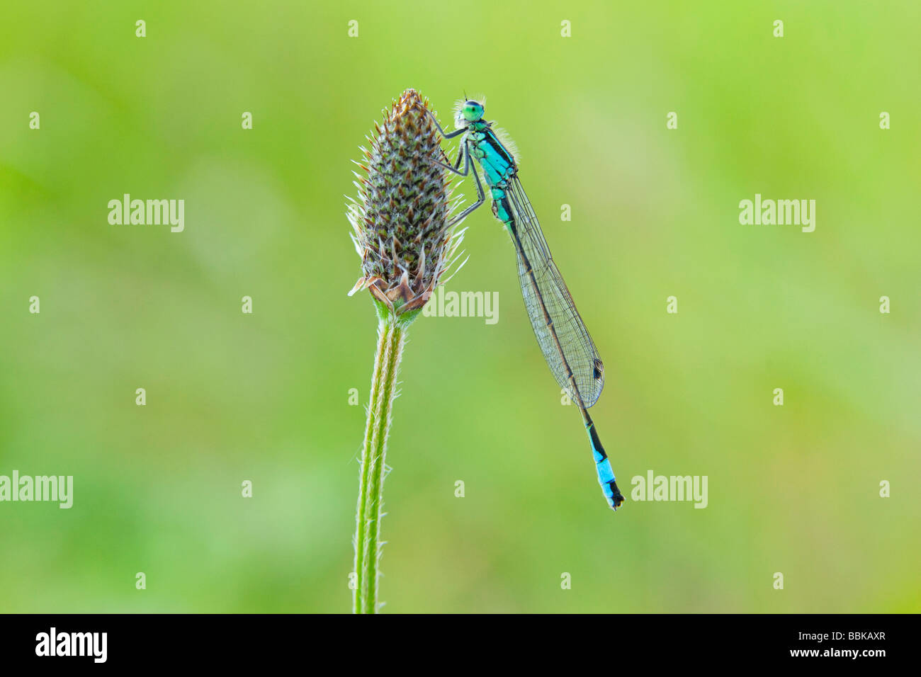 Demoiselle à queue bleue (Ischnura elegans) Banque D'Images