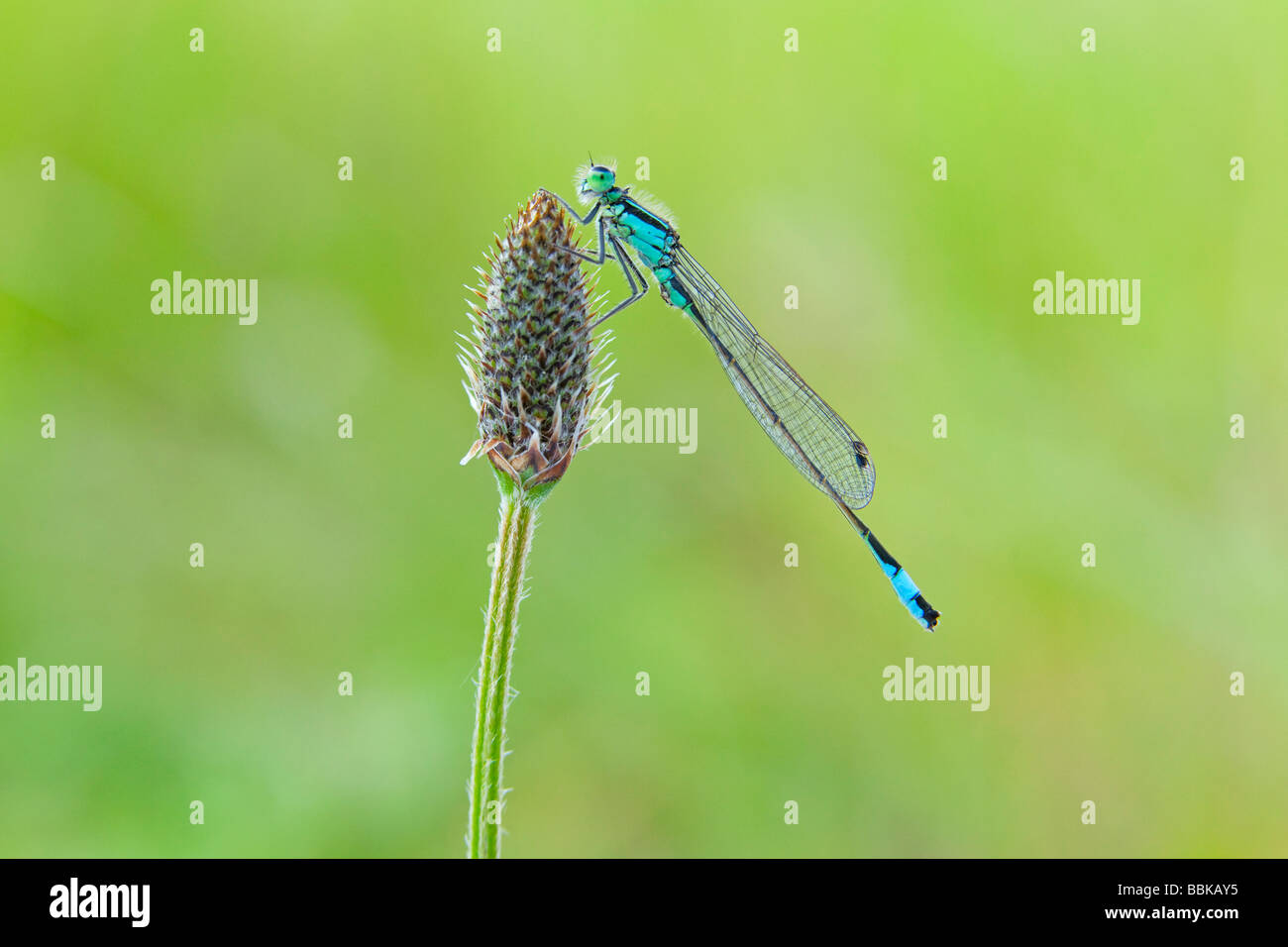 Demoiselle à queue bleue (Ischnura elegans) Banque D'Images