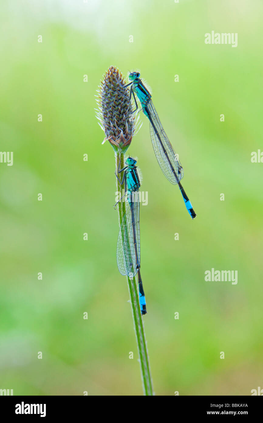 Demoiselle à queue bleue (Ischnura elegans) Banque D'Images