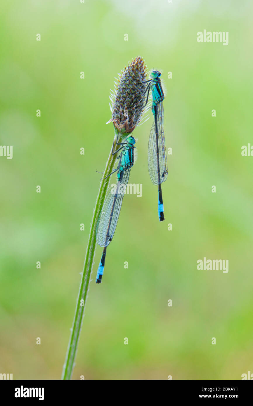 Demoiselle à queue bleue (Ischnura elegans) Banque D'Images