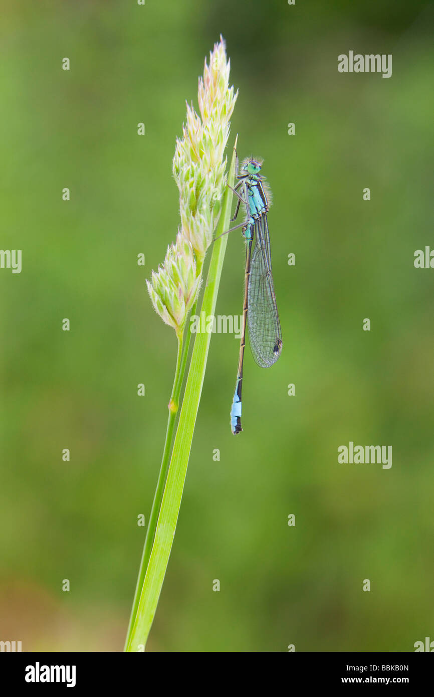 Demoiselle à queue bleue (Ischnura elegans) Banque D'Images