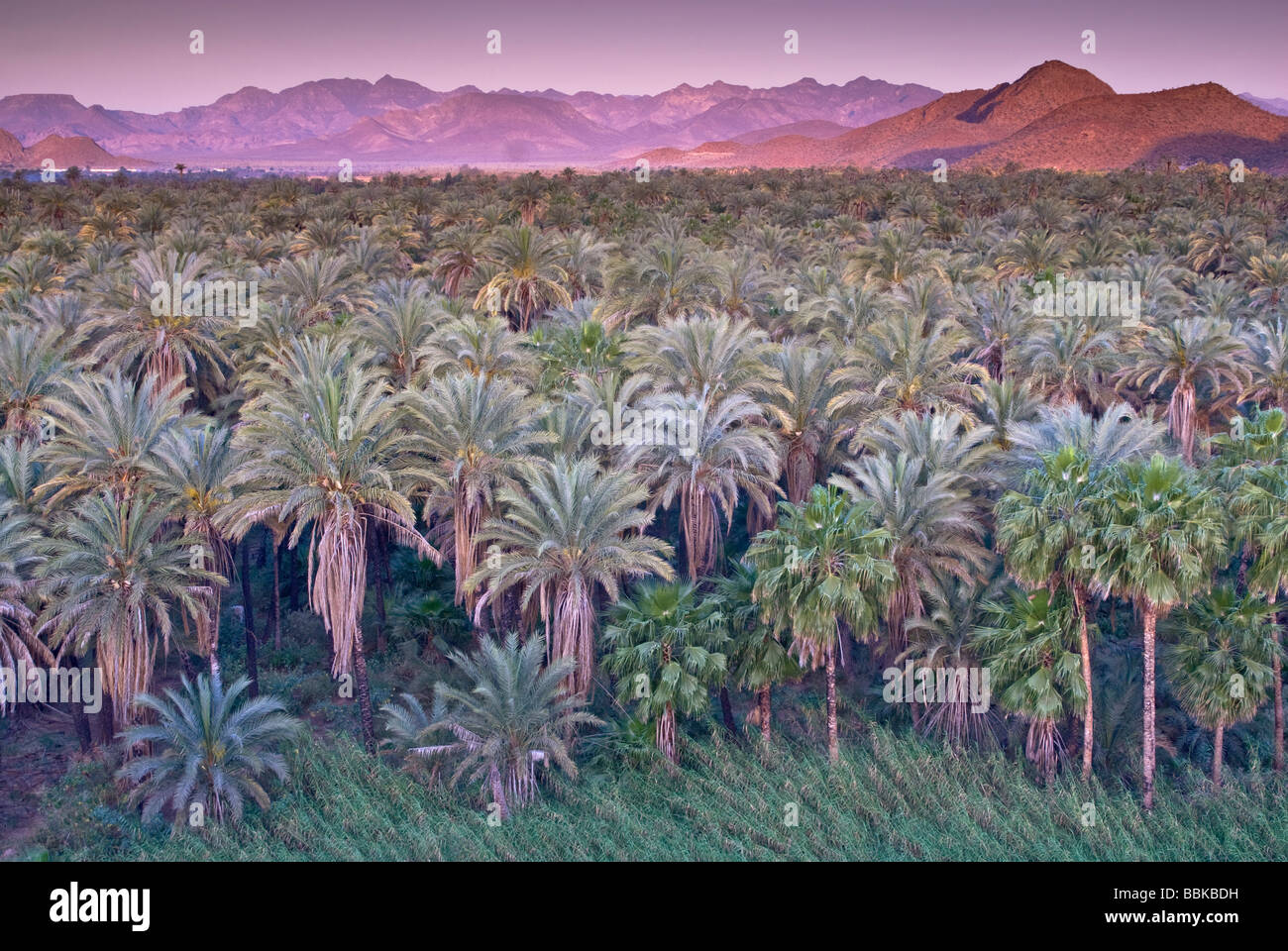 Date et palmiers au lever de Mulege Sierra de Guadalupe à distance Baja California Sur le Mexique Banque D'Images