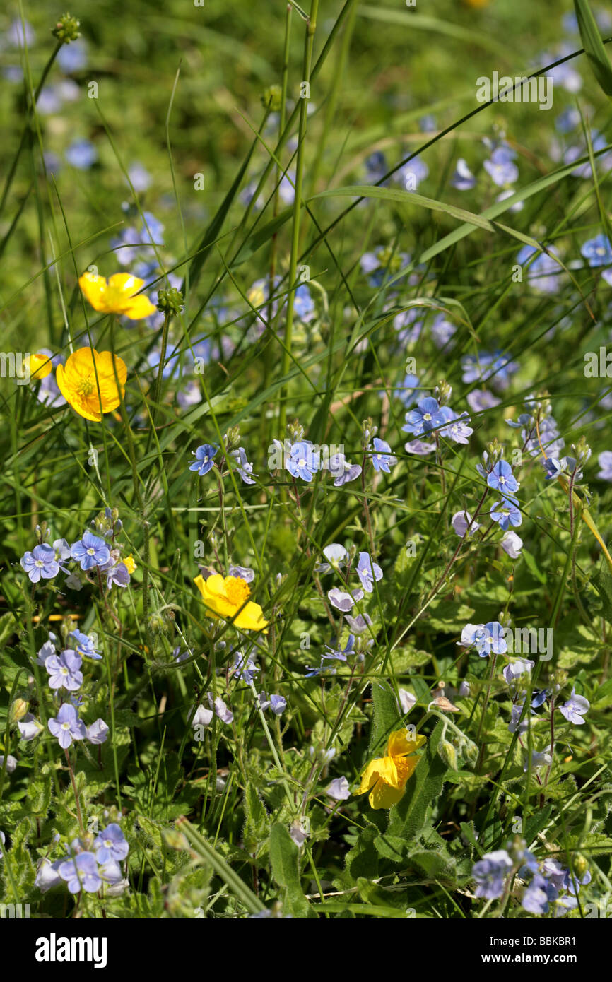 La Renoncule rampante et Germander Speedwell Lathkill Dale Derbyshire en Angleterre Banque D'Images