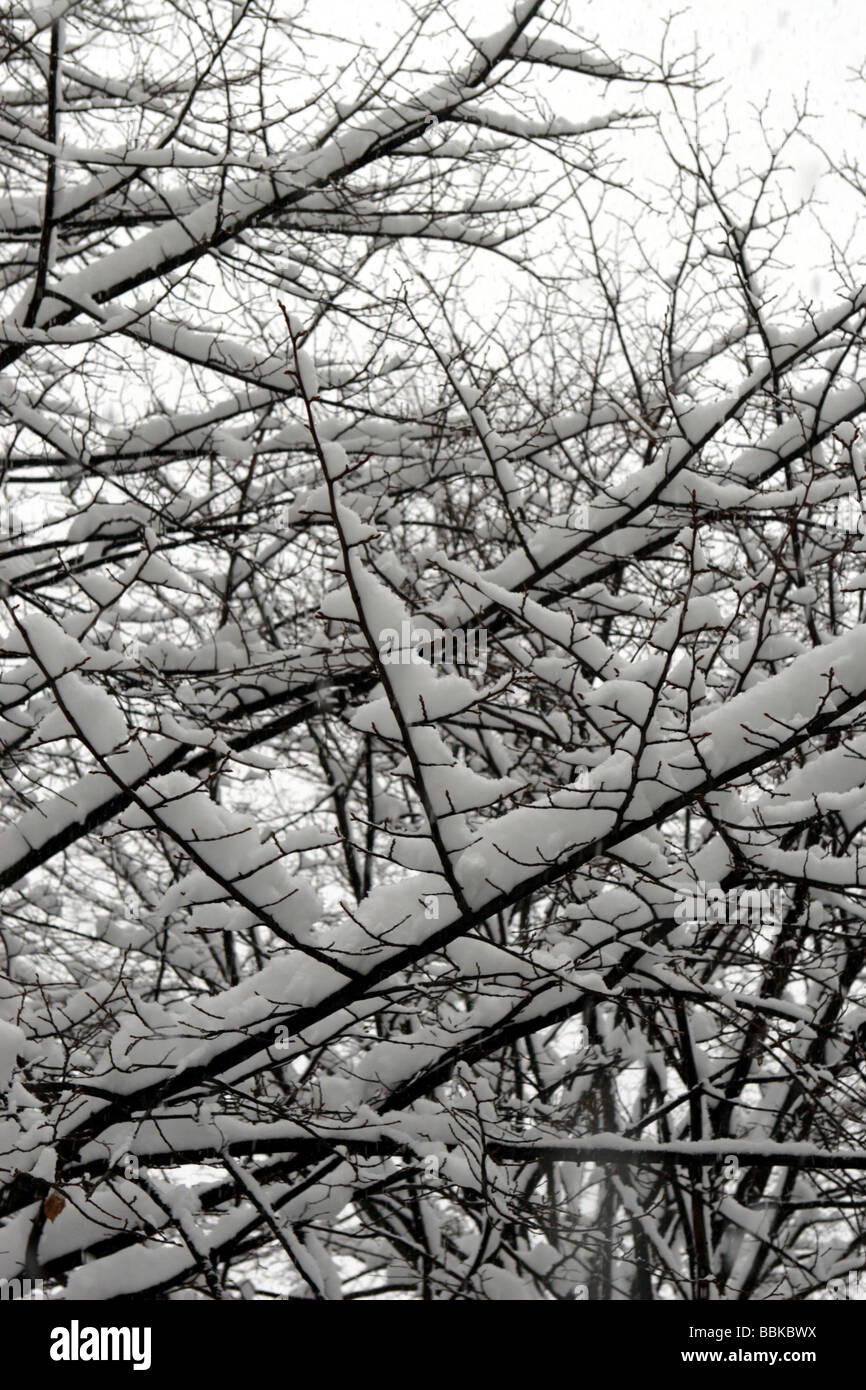 Arbres couverts de neige à Londres Banque D'Images