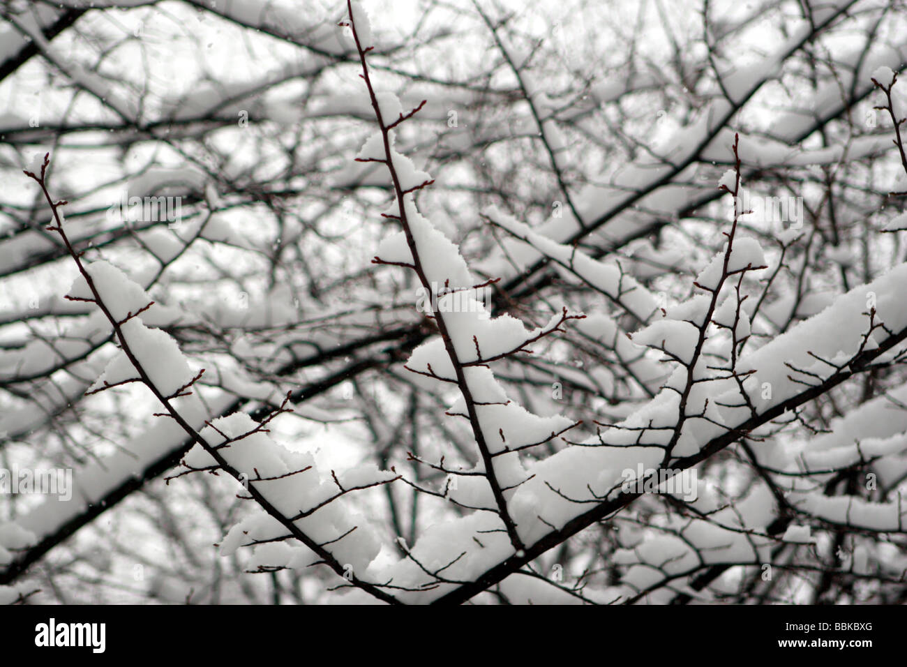 Arbres couverts de neige à Londres Banque D'Images