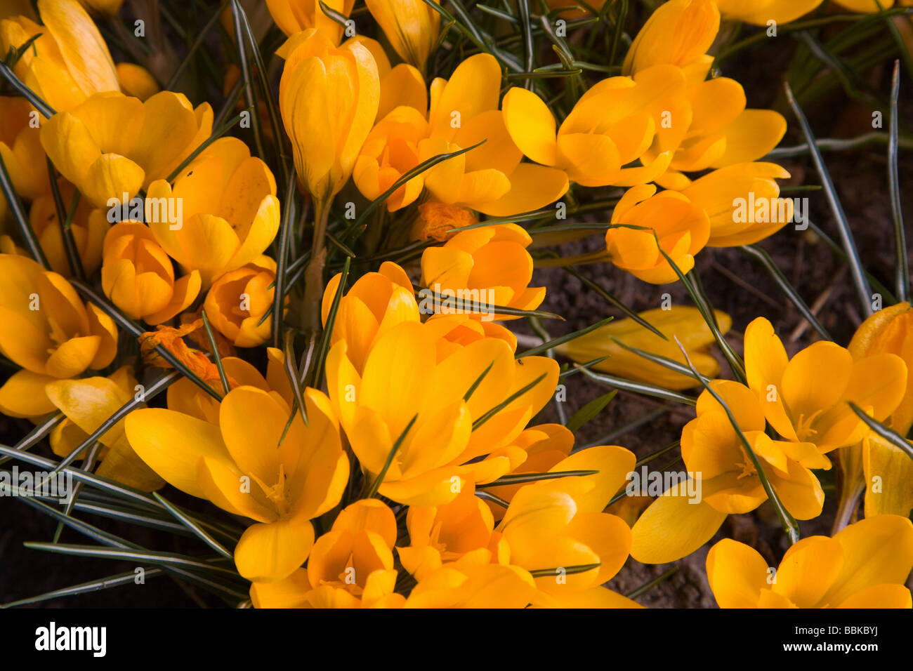 Bouquet de fleurs crocus jaune libre Banque D'Images