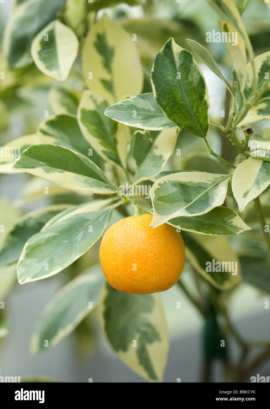 De plus en plus orange sur un arbre Banque D'Images